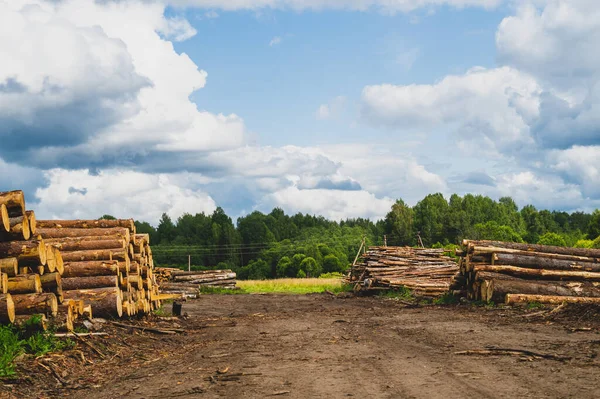 Trästockar Skogen Hackade Trädstockar Naturlandskap Timmerhög — Stockfoto