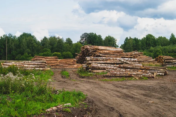 Wooden logs in the forest. chopped tree logs stack. nature landscape. pile of timber