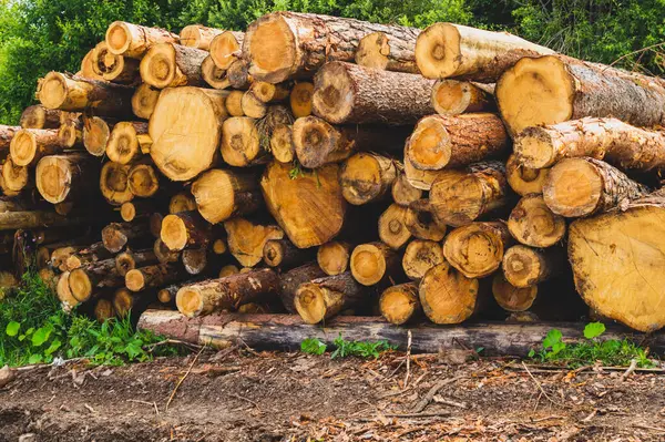 Kütük yığını. Kereste kesikli doğal ahşap zemin. kayıt duvarı