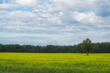 Yeşil çayır, yalnız ağaç ve sarı bitkiler. orman ve gökyüzü