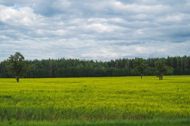 Yeşil çayır, yalnız ağaçlar ve sarı bitkiler. orman ve gökyüzü