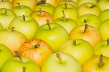 Bir sürü elma arkaplanı. Taze meyve. organik sağlıklı yiyecekler. vejetaryen besin