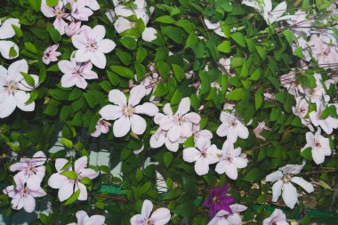 Bahçedeki yeşil yaprakların arasında beyaz pembe çiçekler. Çiçek arkaplanı