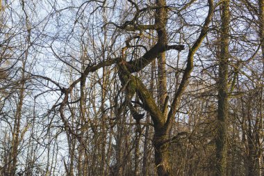 Ormandaki kuru ağaçlar. eğri ağaç dalları