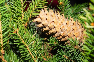 Daldaki firavun ağacı konileri. Çam ağacını kapat. her zaman yeşil bitki