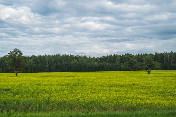 Yeşil çayır, yalnız ağaçlar ve sarı bitkiler. orman ve gökyüzü