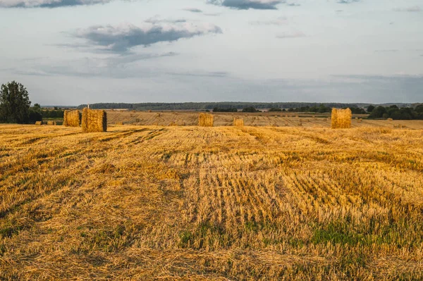 Rolled Haystack Hay Bale Agriculture Field Sky Rural Landscape Straw — Stock Photo, Image