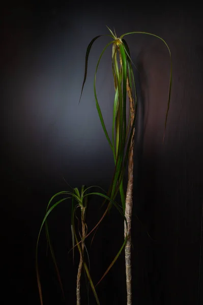 Home Plant Dark Background Houseplant Stand Alone Dracaena Plant Darkness — Stock Photo, Image