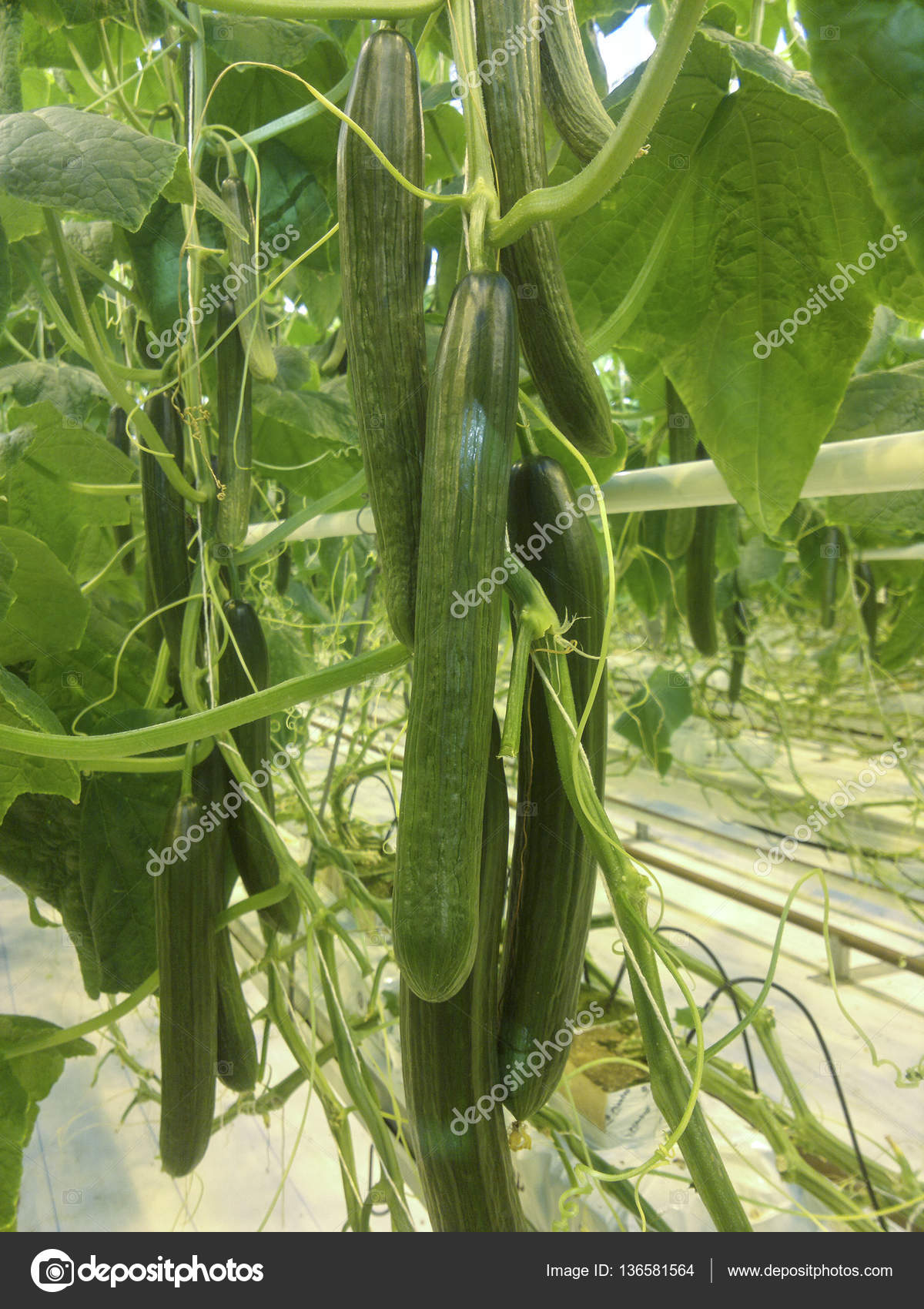 Cucumbers growing in a greenhouse for hydroponics. Fresh organic