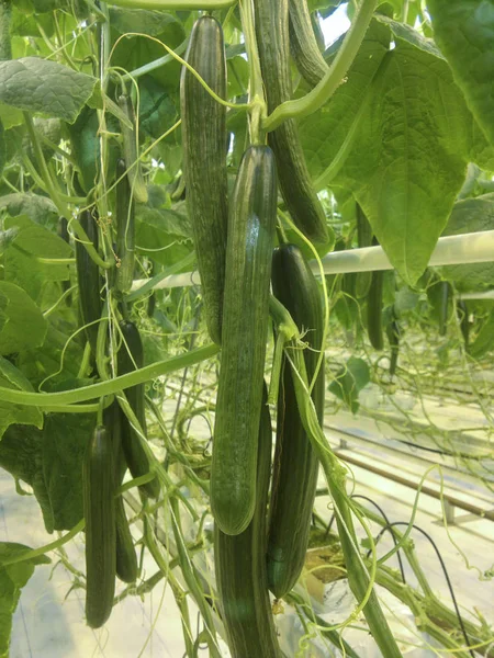 Komkommers groeien in een kas voor hydrocultuur. Verse biologische komkommers — Stockfoto