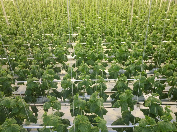 Gurken, die in einem Gewächshaus für Hydrokultur wachsen. frische Bio-Gurken — Stockfoto