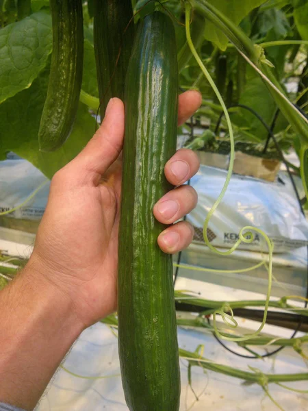 Komkommers groeien in een kas voor hydrocultuur. Verse biologische komkommers — Stockfoto