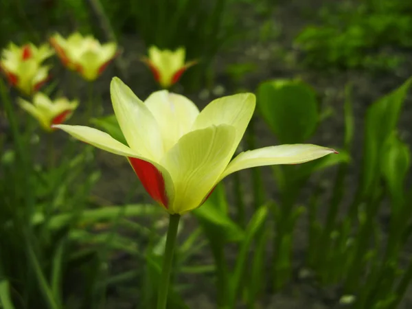 Belo buquê de tulipas. tulipas coloridas crescendo no jardim. tulipas ao sol da primavera. Flor tulipas fundo — Fotografia de Stock