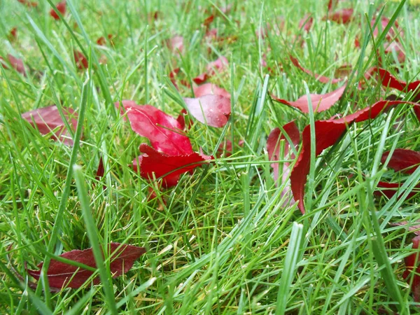 Autumn red leaves on green grass, macro closeup. — Stock Photo, Image