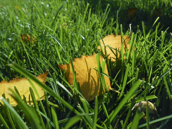 Otoño hojas amarillas sobre hierba verde, macro primer plano . —  Fotos de Stock