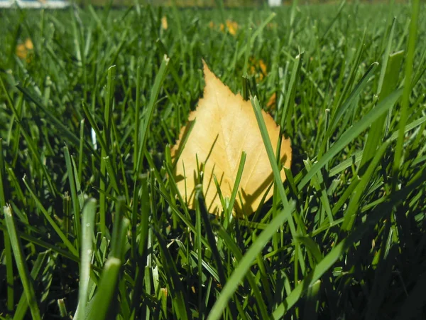 Autumn yellow leaves on green grass, macro closeup. — Stock Photo, Image