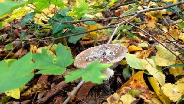 Agaric Mushroom - Static ontslagen paddestoel jonge agaric in de herfst bos, onder gele bladeren. — Stockvideo