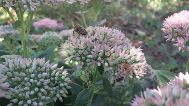 花の上で蜂 — ストック動画