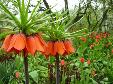 Bahar bahçe çiçek taç Imperial. İmparatorluk fritillary Fritillaria imperialis çiçek taç.