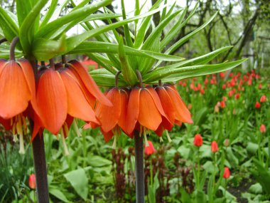 Bahar bahçe çiçek taç Imperial. İmparatorluk fritillary Fritillaria imperialis çiçek taç. Turuncu renk çiçek ve yaprak yeşil renk ile.