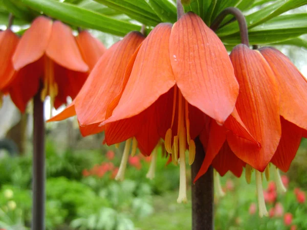 Цветущая Корона Императорский Весеннем Саду Цветы Fritillaria Imperialis Оранжевый Цвет — стоковое фото