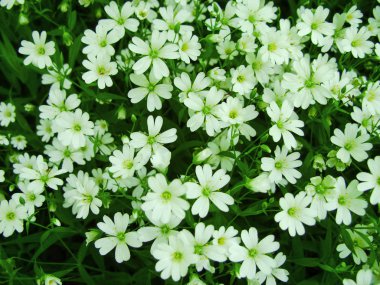 Beyaz Orman çiçekler baharda çiçek açan. Soyut bahar Mevsimlik arka plan beyaz çiçekli kopya alanı ile Paskalya çiçek resim