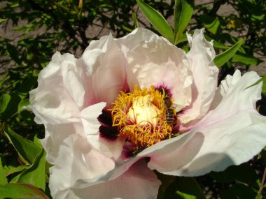 Çiçekli ağaç şakayığı. Yaklaş. Bahçede büyüyen pembe şakayık çiçekleri, çiçekli arka plan. Bahar çiçeği