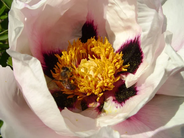 Tree Peony in flower close up. Pink peony flowers growing in the garden, floral background. Spring flower