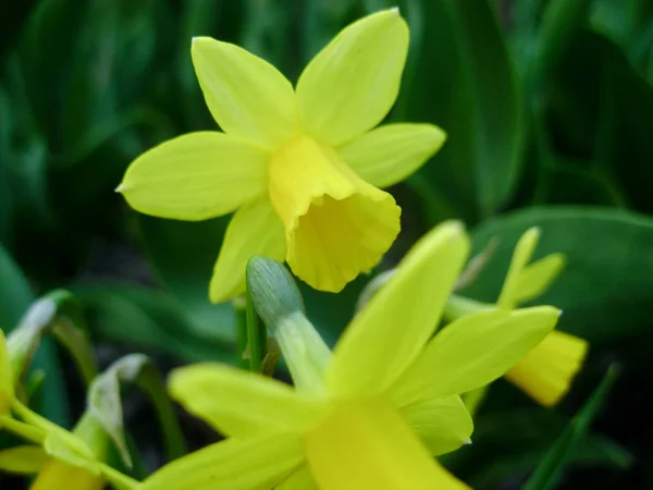 Narcis Jaře Kvetoucí Narcisy Narcis Zahradě Louce Plné Žluté Narcisy — Stock fotografie