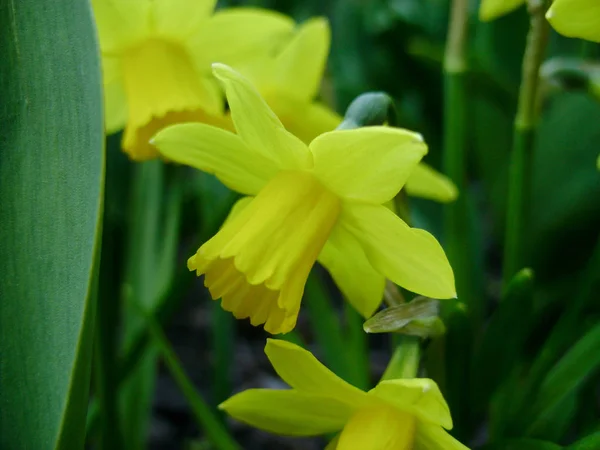 Narcis Primăvară Narcise Înfloritoare Narcis Grădină Pajiștea Umplută Narcise Galbene — Fotografie, imagine de stoc