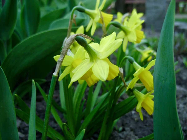 Narcissus Spring Blooming Daffodils Narcissus Garden Meadow Filled Yellow Daffodils — Stock Photo, Image