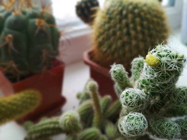 Doğa yeşil arka plan, kaktüs ağaç. Yakın çekim kaktüs, kaktüsler, kaktüsler veya kaktüs.