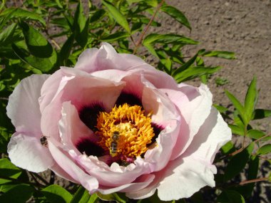 Çiçekli ağaç şakayığı. Yaklaş. Bahçede büyüyen pembe şakayık çiçekleri, çiçekli arka plan. Bahar çiçeğindeki arı.