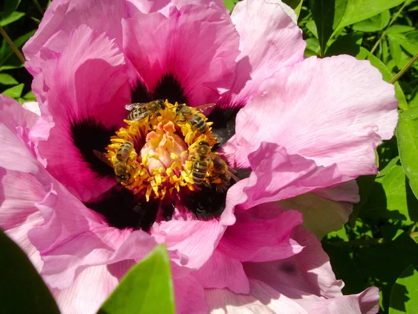 Tree Peony in flower close up. Pink peony flowers growing in the garden, floral background. Bee in the spring flower.