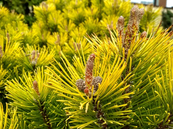 Fiatal Pine rügyek tavasszal. Pinus mugo, törpe hegyi fenyő, mugo fenyő. Pinus mugo téli arany — Stock Fotó