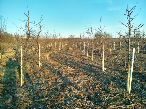 Poda de manzano en huerto. Un huerto de manzanas al sol en un día de cielo azul. — Foto de Stock