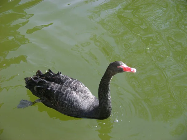 Agua de cisnes negros. Dos cisnes negros escena romántica. Vista de cisnes negros. Cygnus atratus . —  Fotos de Stock