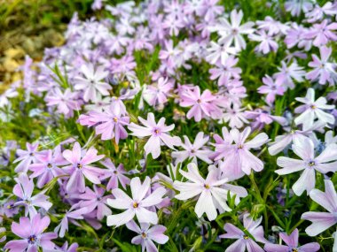 Phlox subulata, yosun filizi ya da dağ fenomeni çiçeği arka planı. Arkaplan için mor çiçekler, üst görünüm