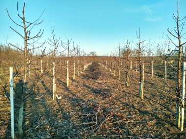 Meyve bahçesinde elma budamak. Mavi bir gökyüzünde, güneşte bir elma bahçesi.