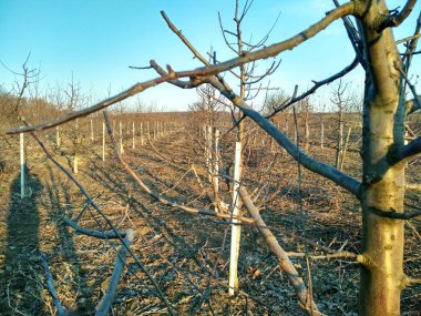 Meyve bahçesinde elma budamak. Mavi bir gökyüzünde, güneşte bir elma bahçesi.