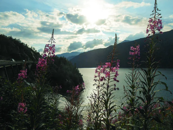 Norwegian fjord landscape. Norwegian landscape with Nordfjord fjord, mountains andflowers.