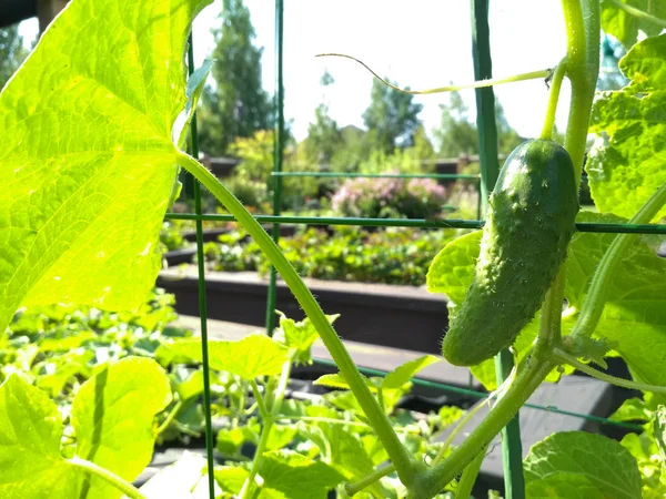 Komkommers groeien in een tuin. komkommers te oogsten. — Stockfoto