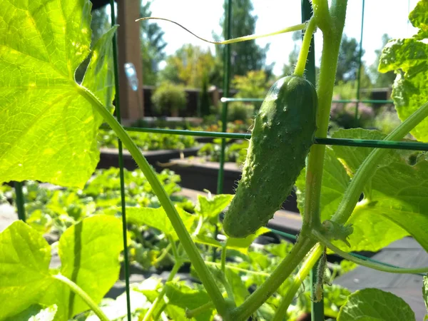 Gurken wachsen in einem Garten. Gurken ernten. — Stockfoto