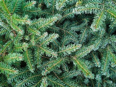 Karlı zeminde Noel Ağacı. Karla kaplı köknar ağacının dalları. Seçici odak.