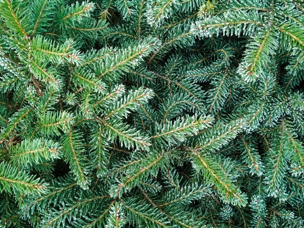 Árvore de Natal em fundo de neve. Ramo de abeto coberto de neve, close-up. Foco seletivo . — Fotografia de Stock