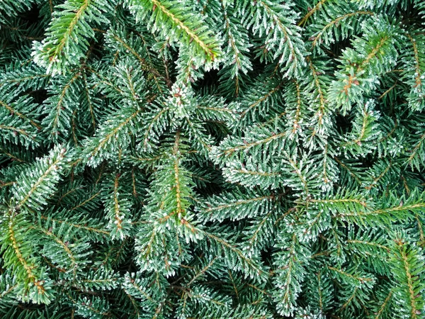 Árvore de Natal em fundo de neve. Ramo de abeto coberto de neve, close-up. Foco seletivo . — Fotografia de Stock