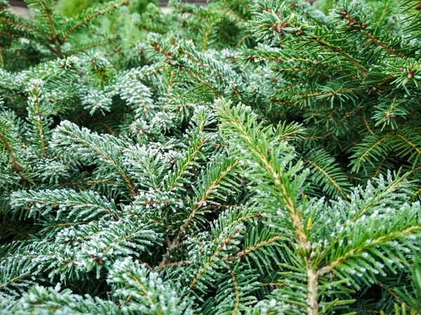 Árvore de Natal em fundo de neve. Ramo de abeto coberto de neve, close-up. Foco seletivo . — Fotografia de Stock