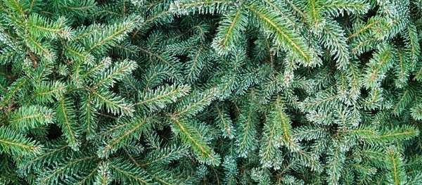 Árvore de Natal em fundo de neve. Ramo de abeto coberto de neve, close-up. Foco seletivo . — Fotografia de Stock