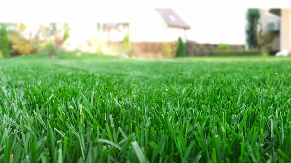 Spring season sunny lawn mowing in the garden. Lawn blur with soft light for background. — Stock Photo, Image