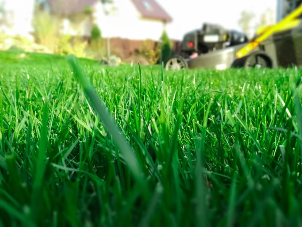 Spring season sunny lawn mowing in the garden. Lawn blur with soft light for background. — Stock Photo, Image